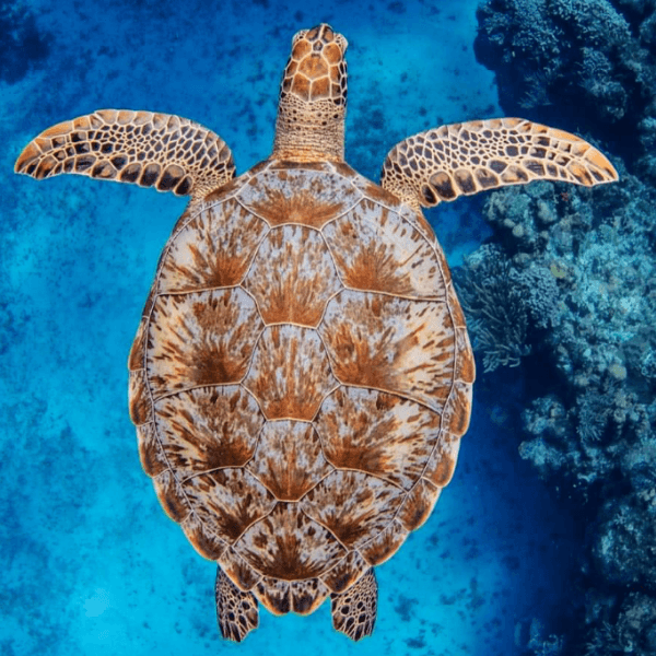 Cozumel island scenery